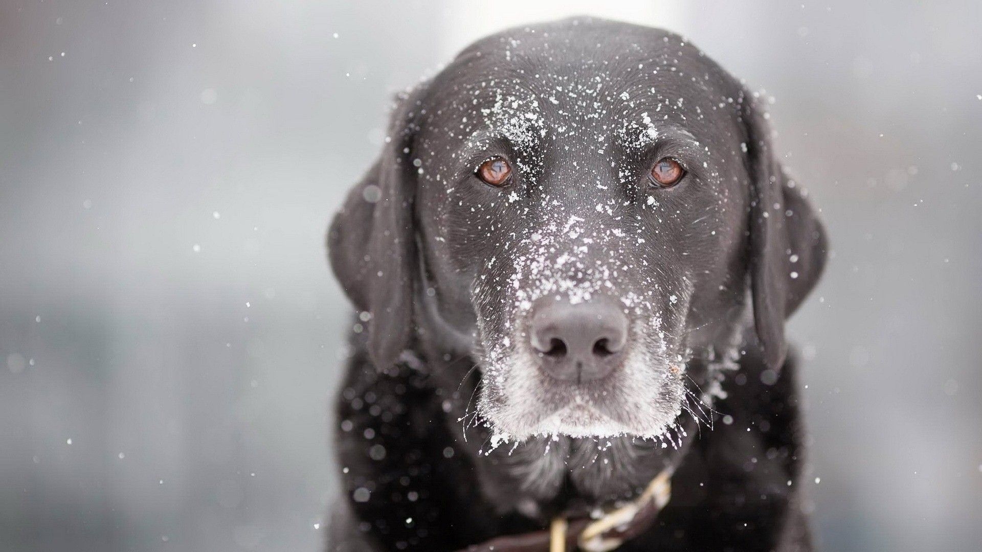 1920x1080 Black Dog Wallpaper, Desktop