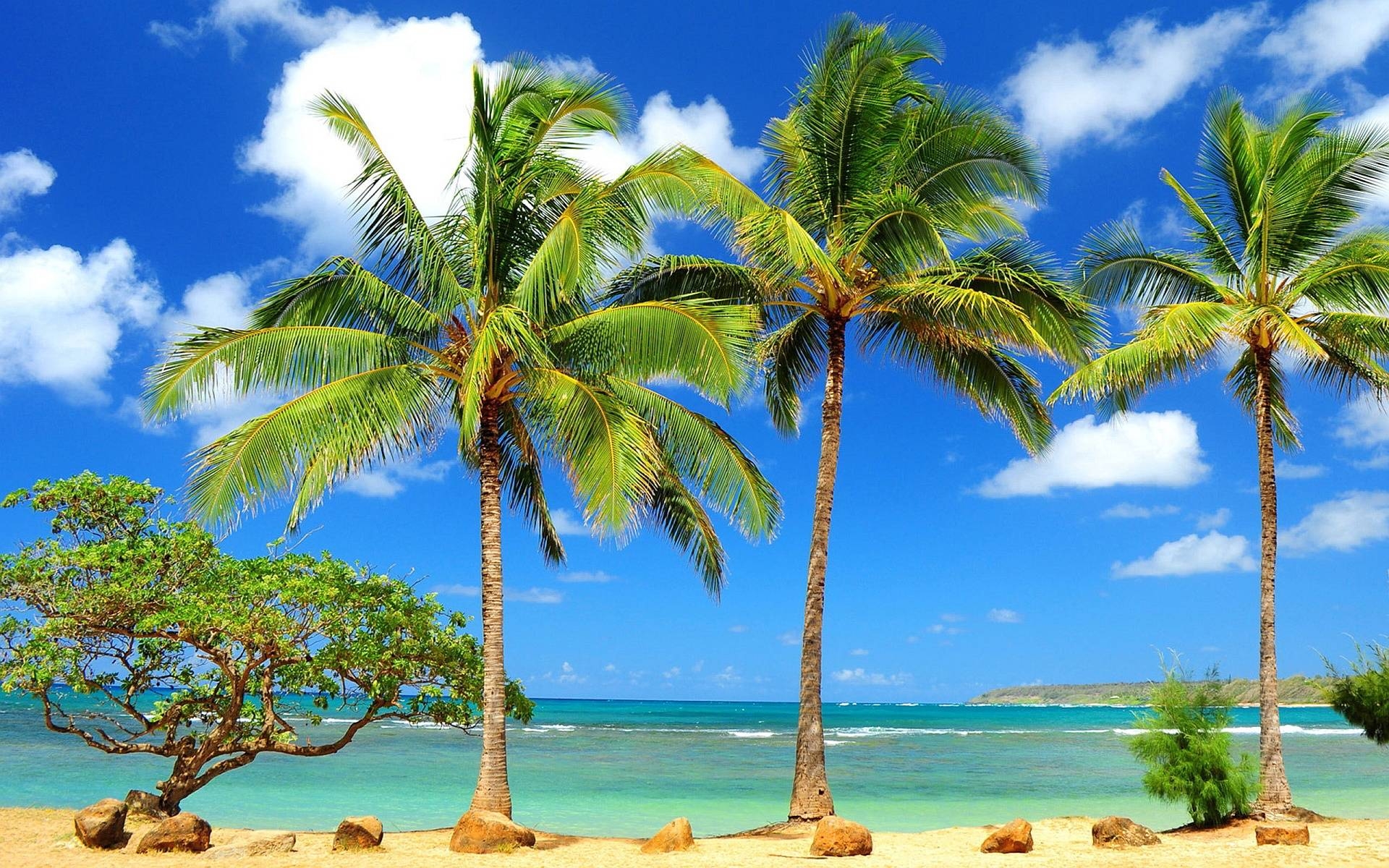 1920x1200 HD Palm Tree Wallpaper and Photo HD Beach Wallpaper, Desktop