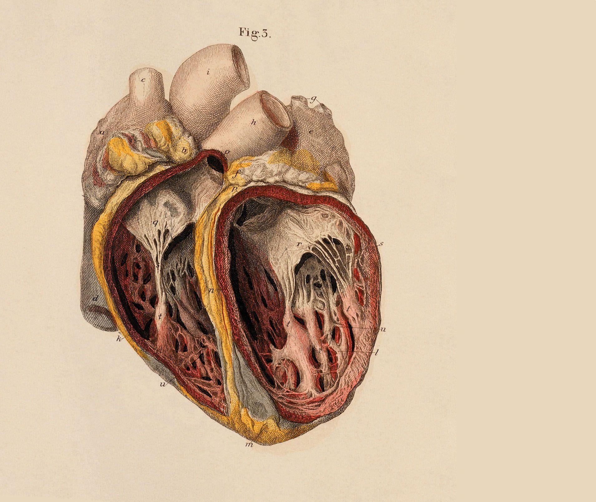 1910x1610 Anatomy Of Heart Wallpaper Hearts HD Desktop And Mobile Background, Desktop