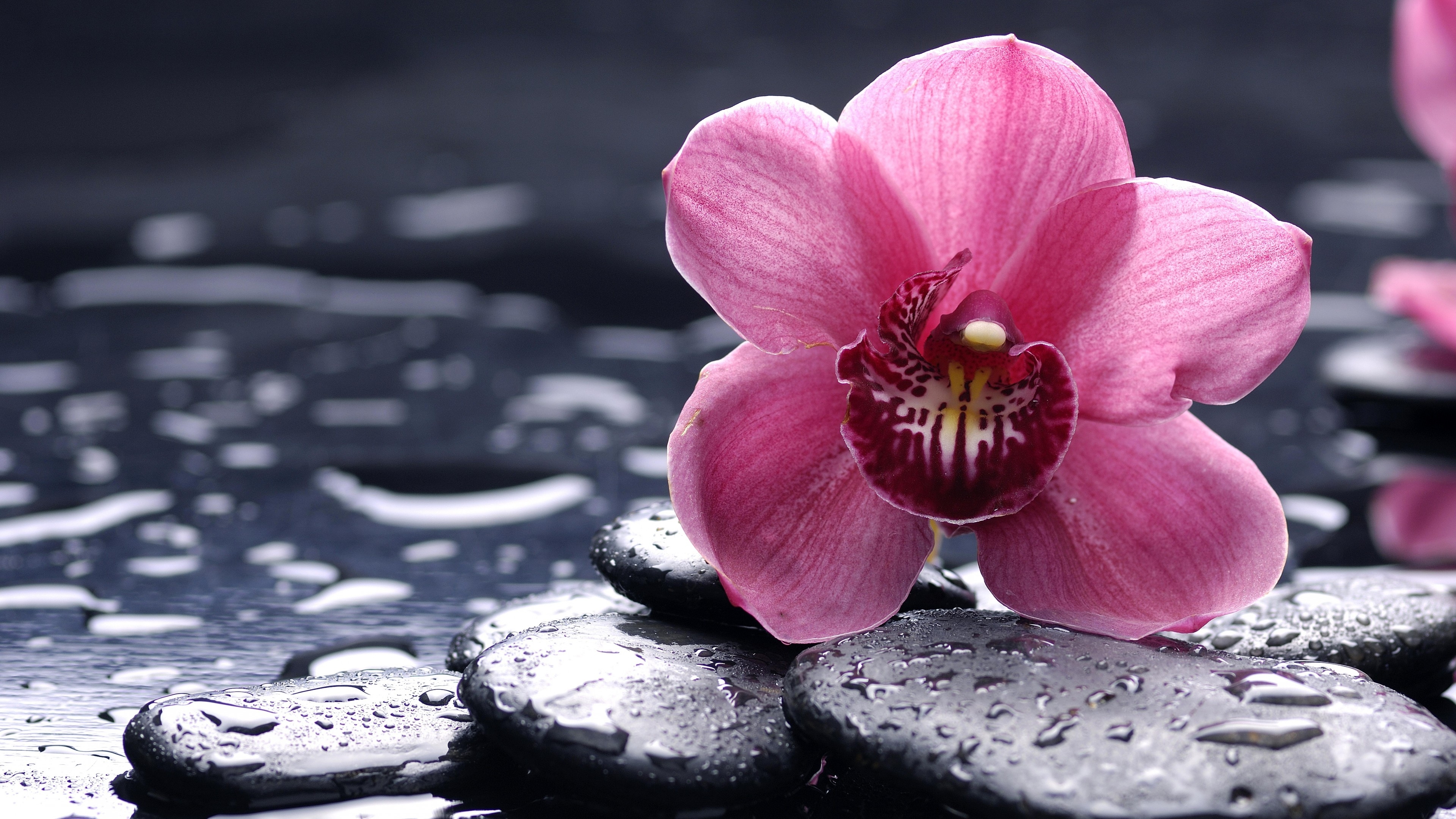 3840x2160 Wallpaper Orchid, 5k, 4k wallpaper, 8k, HD, flowers, drops, pink, Desktop