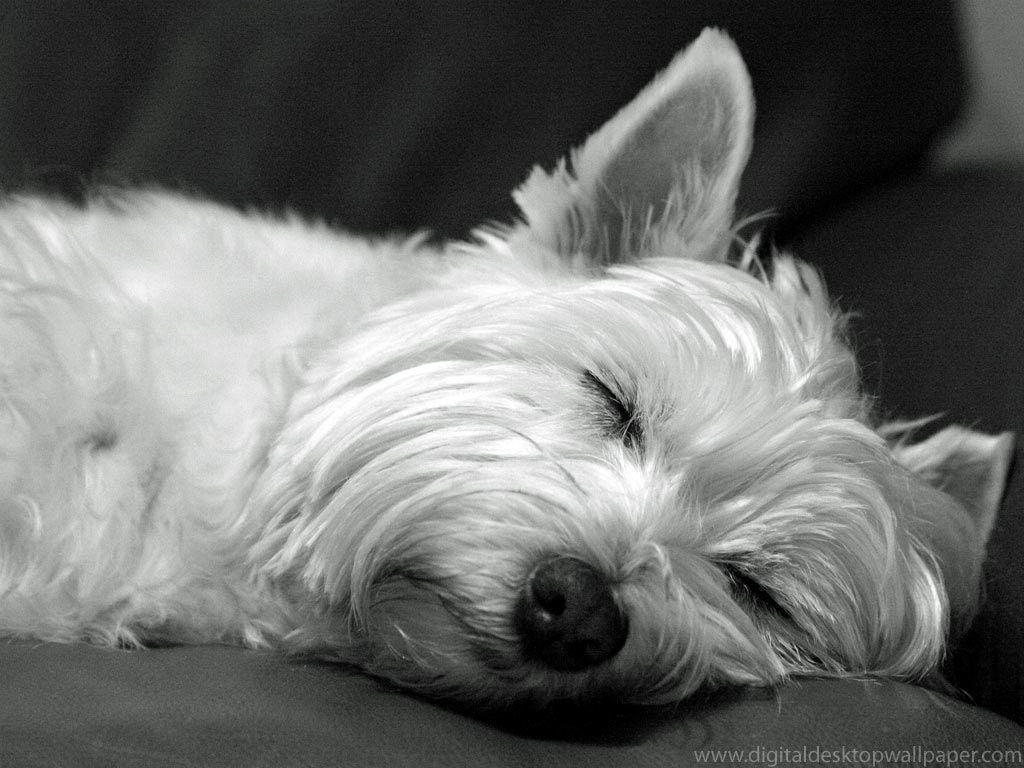 1030x770 Download Cute Westie West Highland Terrier Dog Asleep Free, Desktop