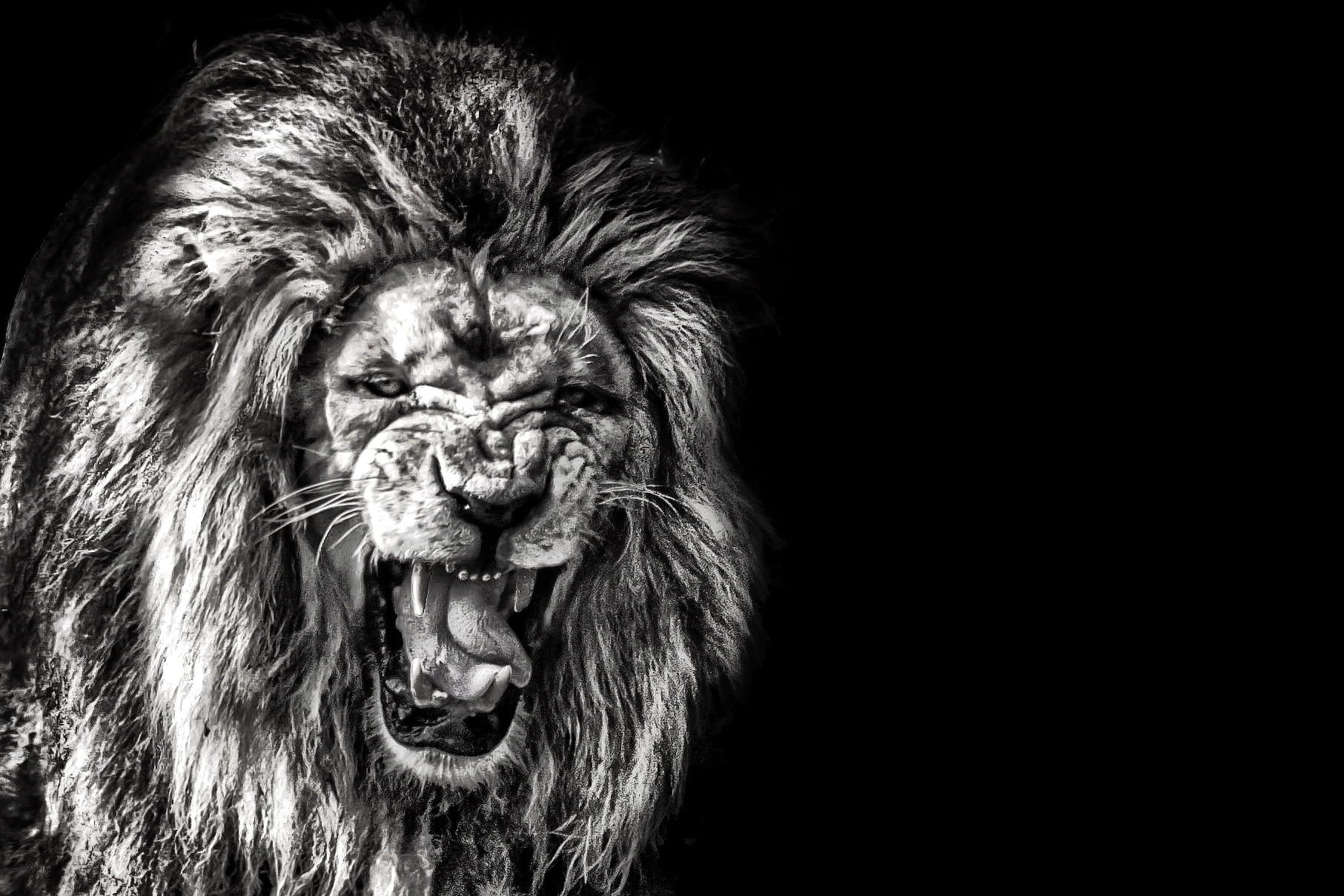 1820x1210 Roaring lion on top of rock formation HD wallpaper, Desktop