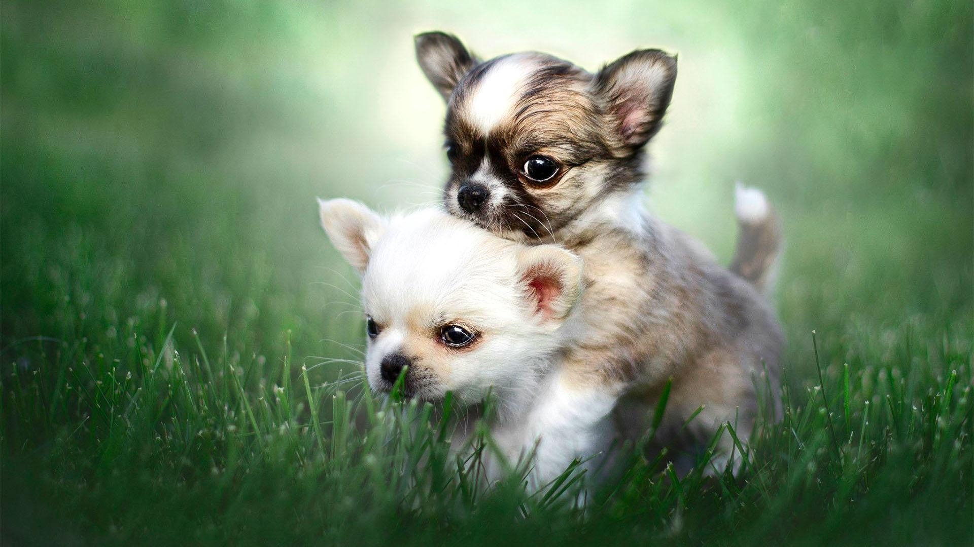 1920x1080 Chihuahua Puppies HD Wallpaper. Wallpaper Studio 10, Desktop