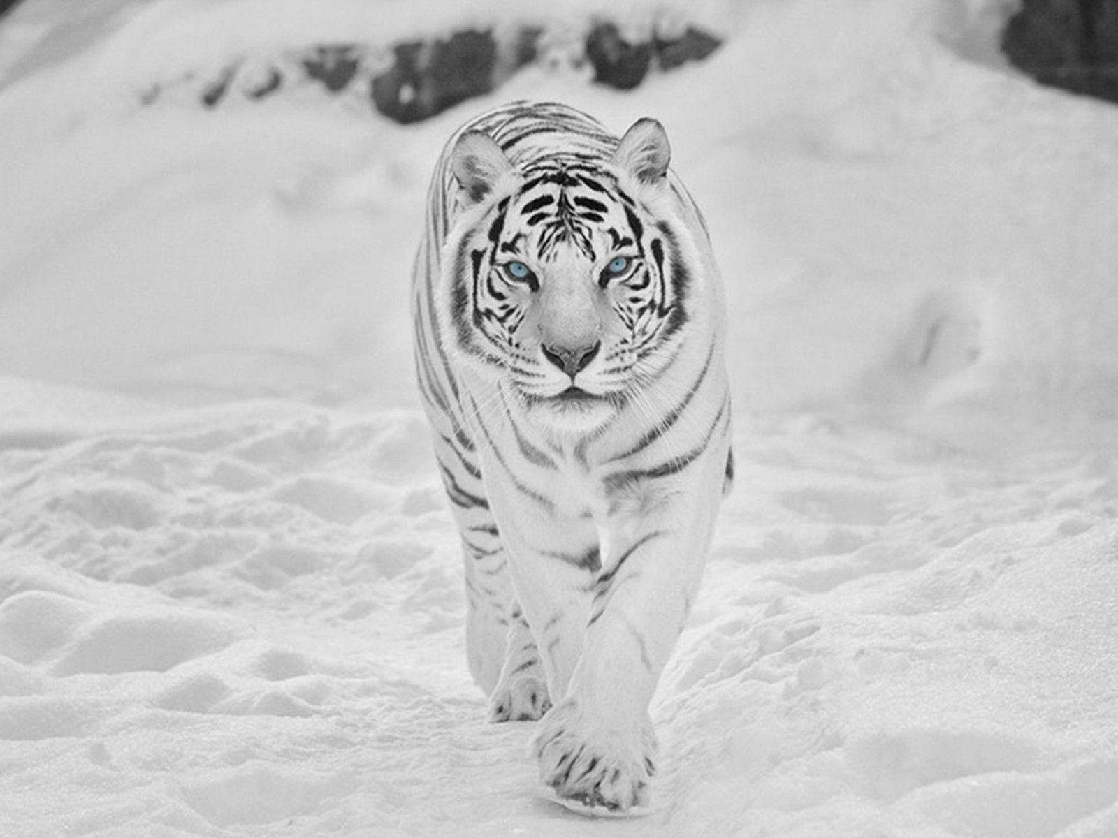 1600x1200 White Tiger In The Snow Wallpaper, Desktop