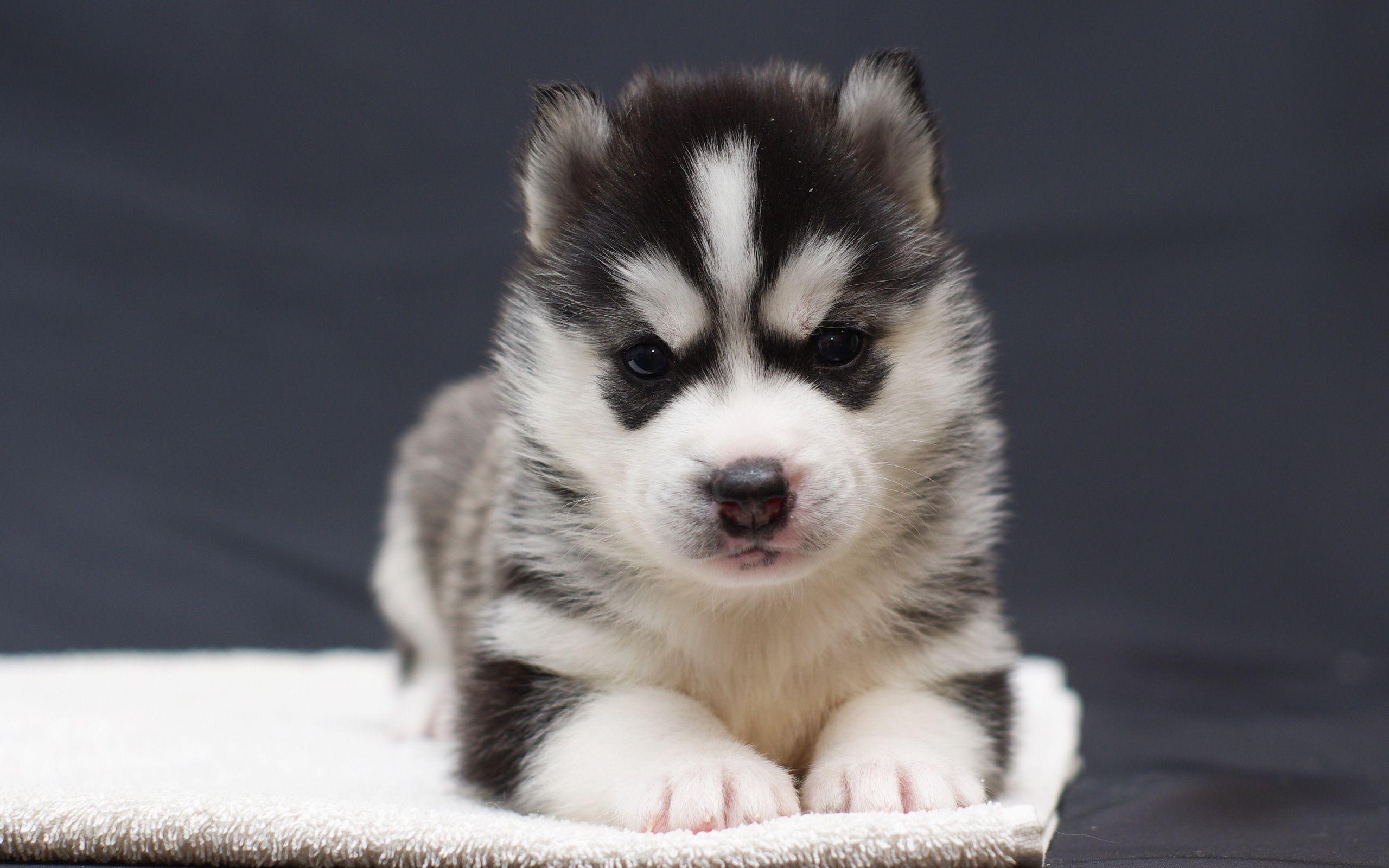 2560x1600 Cute Baby Husky, Desktop