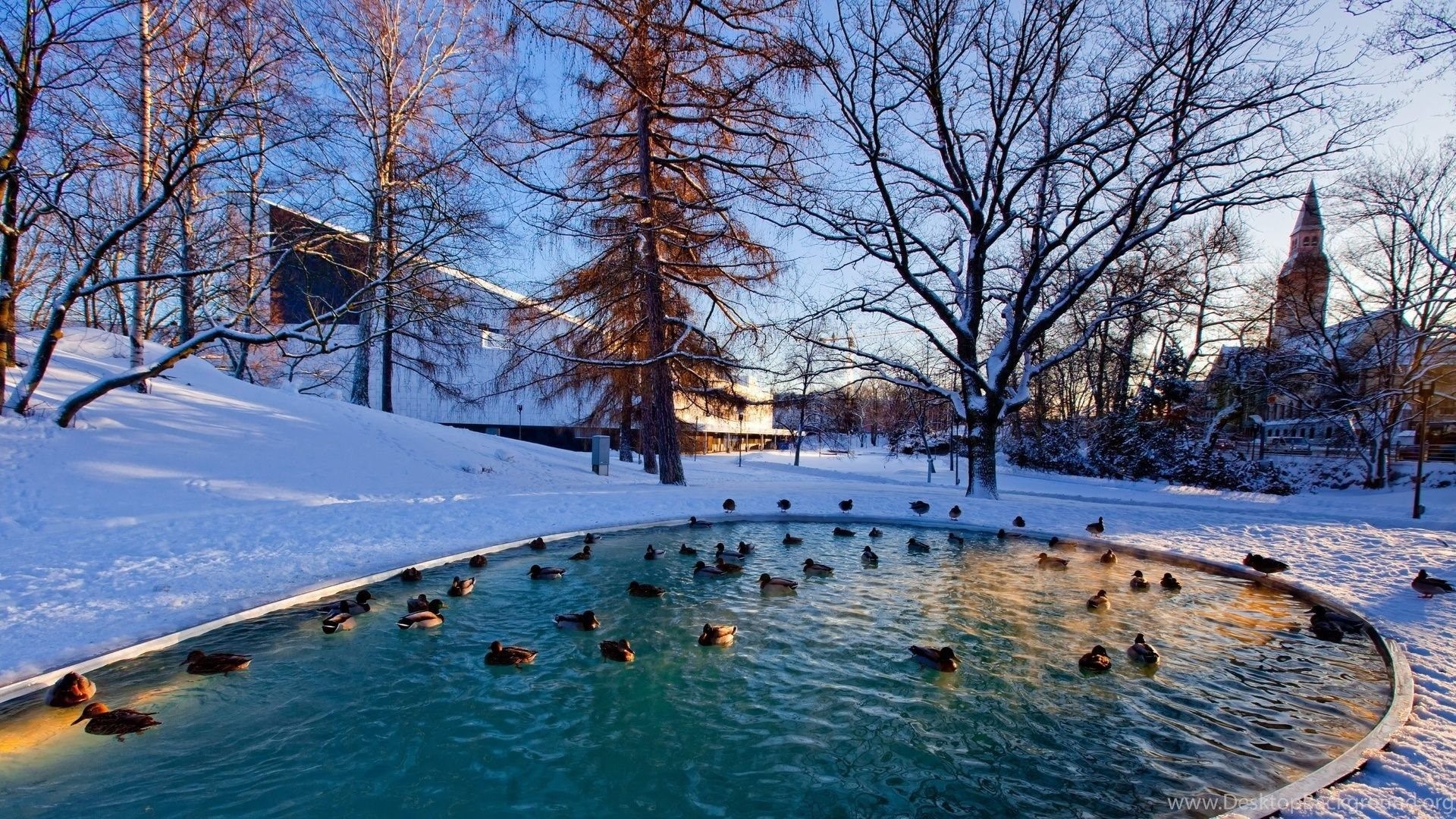 1920x1080 Ducks in a city park pond in winter HD desktop Desktop Background, Desktop