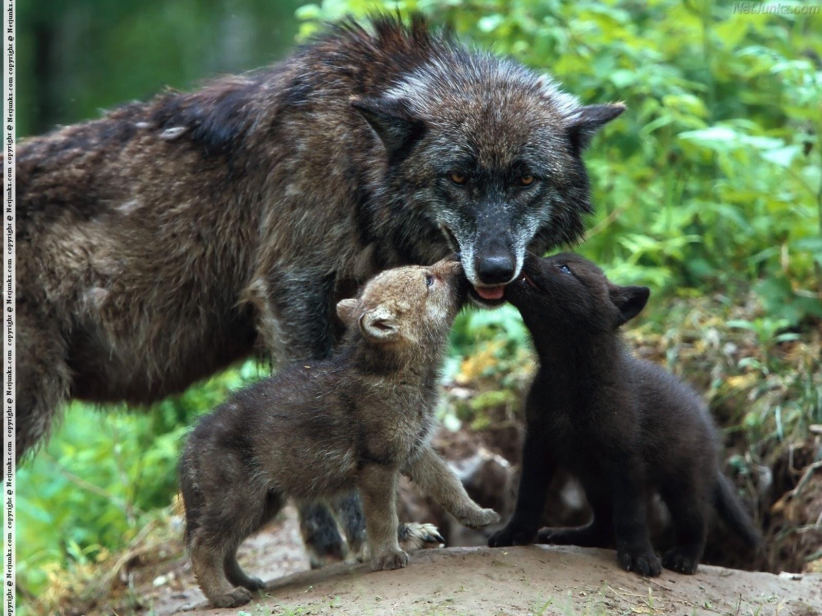 1600x1200 Timber Wolves With Cubs Forrest Animals wallpaper #, Desktop