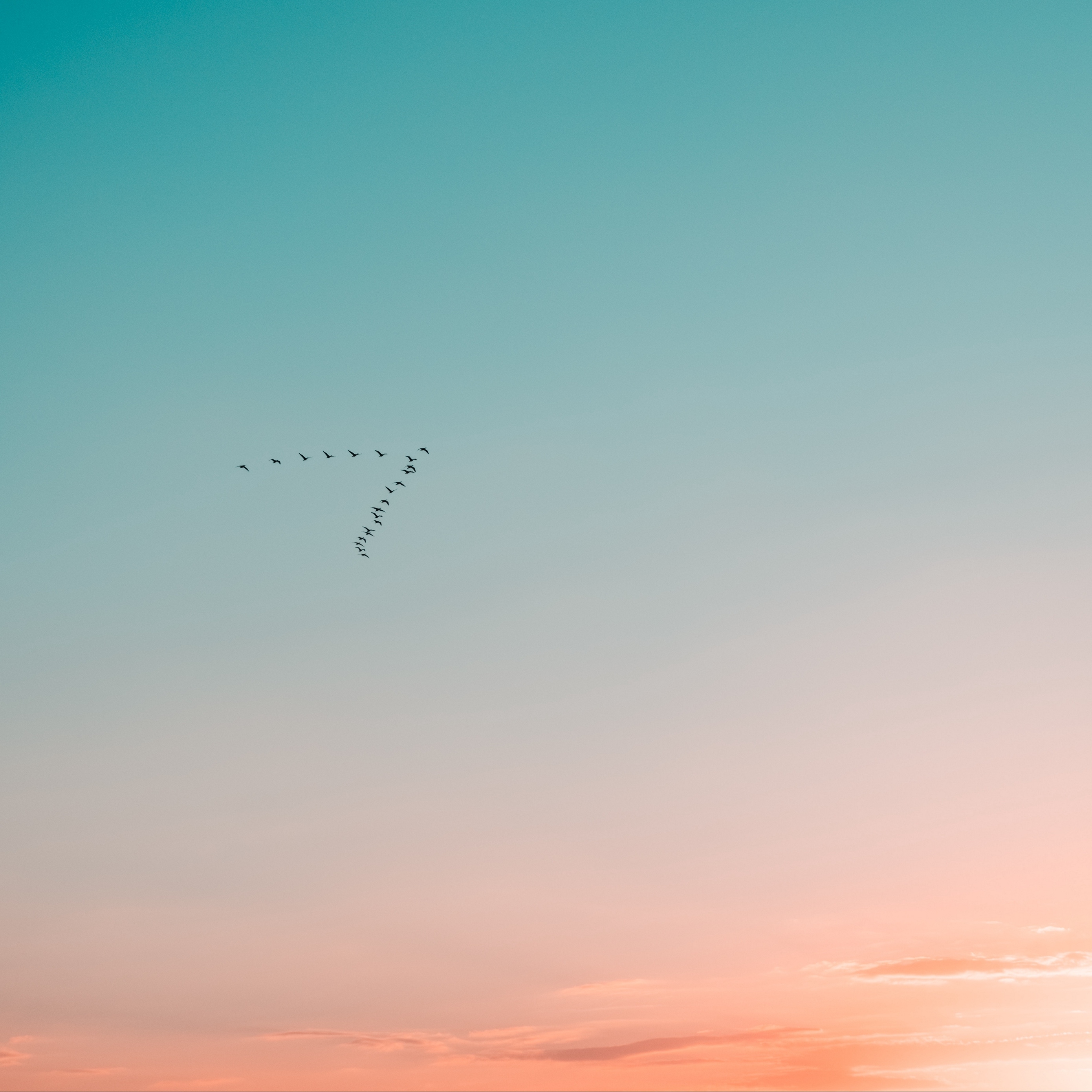 2780x2780 Download wallpaper  sky, birds, flight, gradient, Phone