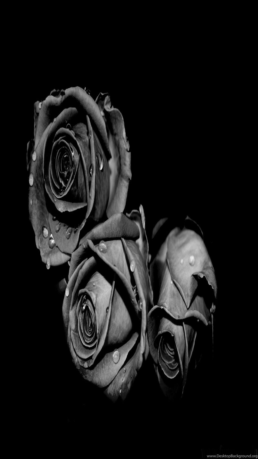 1080x1920 Black Rose iPhone 6 Plus High Definition Wallpaper Desktop Background, Phone