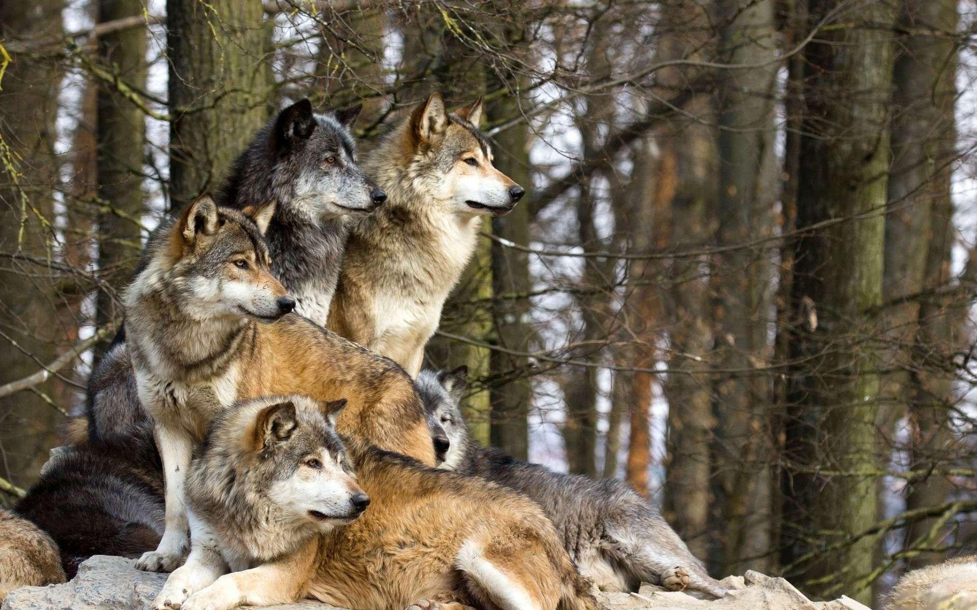 1920x1200 Gray Wolf Pack HD Wallpaper, Background Image, Desktop