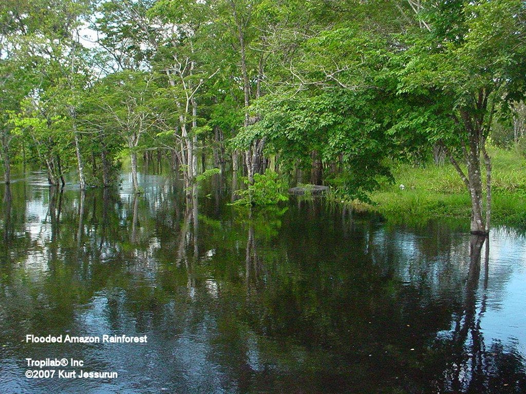 1030x770 image Amazon Rainforest, Desktop