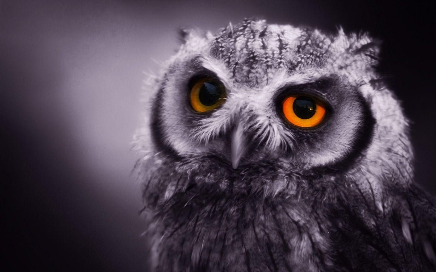 1440x900 A selection of 10 Image of Owl in HD quality, Desktop