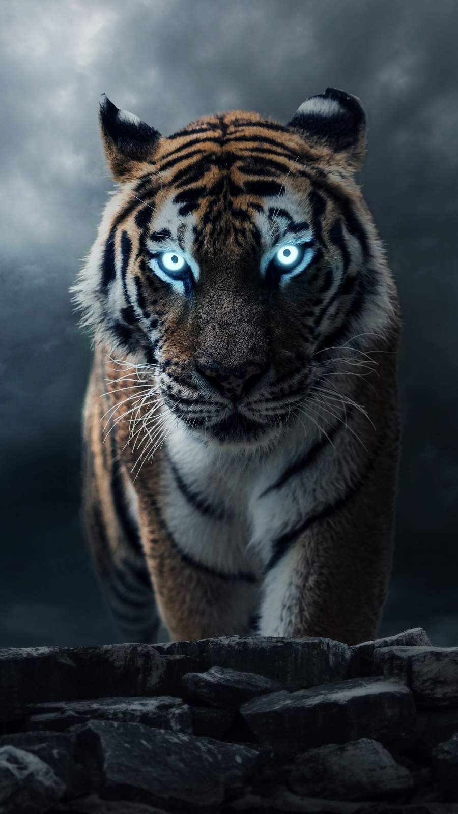 900x1600 iPhone Wallpaper for iPhone iPhone 8 Plus, iPhone 6s, iPhone 6s Plus, iPhone X and iPod Touch High Qu. Wild animal wallpaper, Animal wallpaper, Tiger picture, Phone