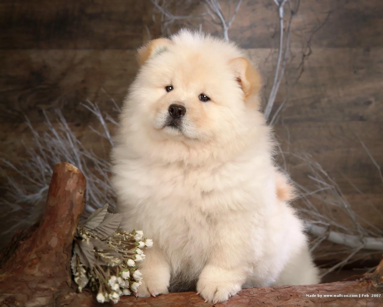 1280x1030 Chow Chow Wallpaper, Desktop