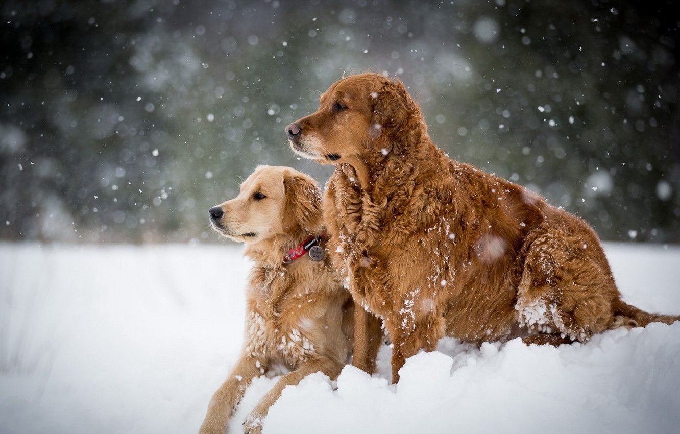 1340x850 Wallpaper winter, dogs, snow image for desktop, section собаки, Desktop