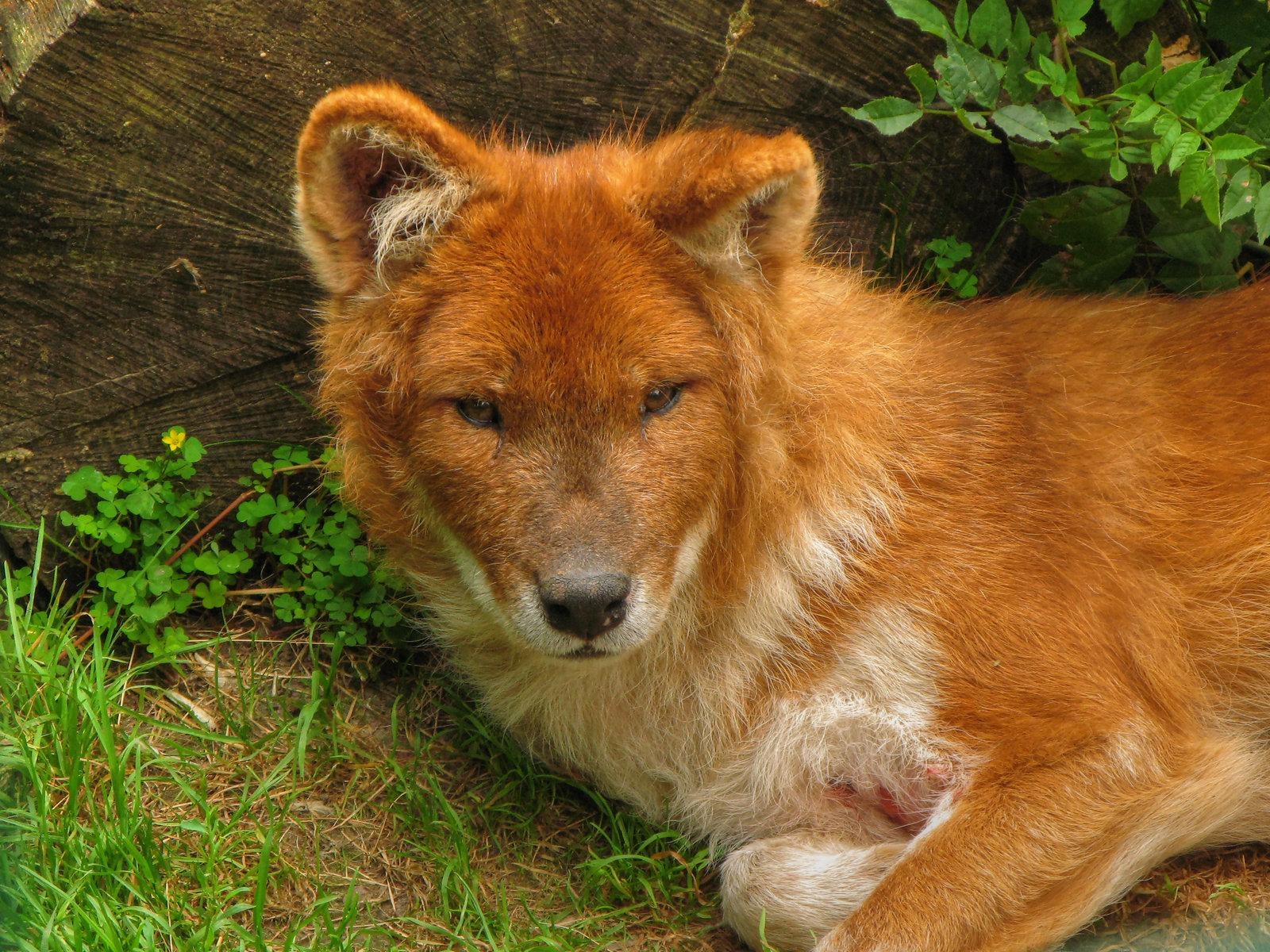 1600x1200 Dhole Wallpaper. Dhole Wallpaper, Desktop