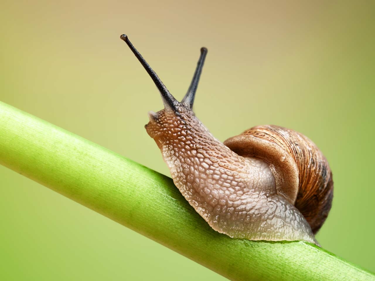 1280x960 Snails wallpaper, Humor, HQ Snails pictureK Wallpaper, Desktop