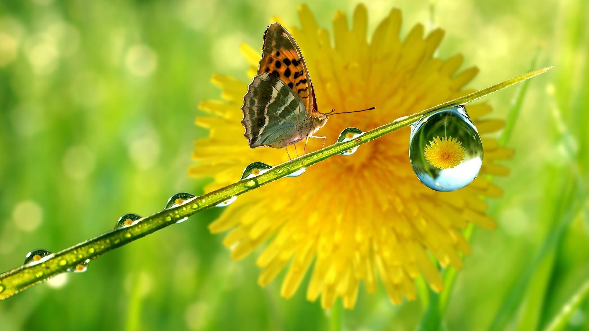 1920x1080 Download Crystal Rain Drop Butterfly HD Wallpaper. HD Wallpaper, Desktop