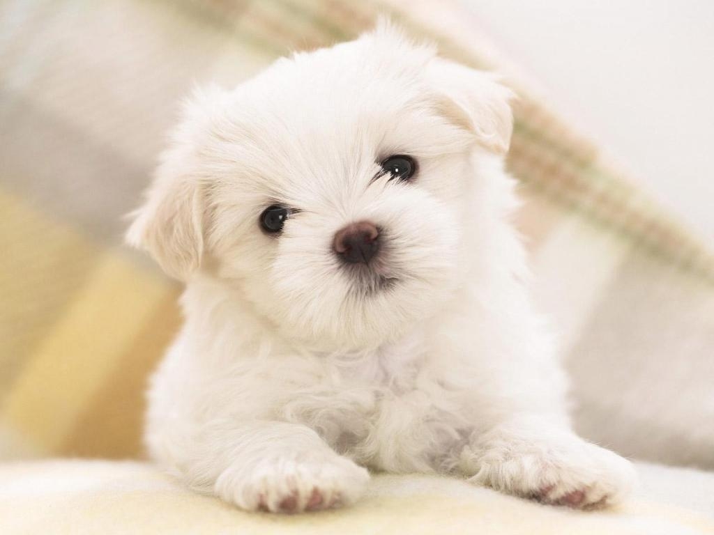 1030x770 Cute Dog Wallpaper, Desktop