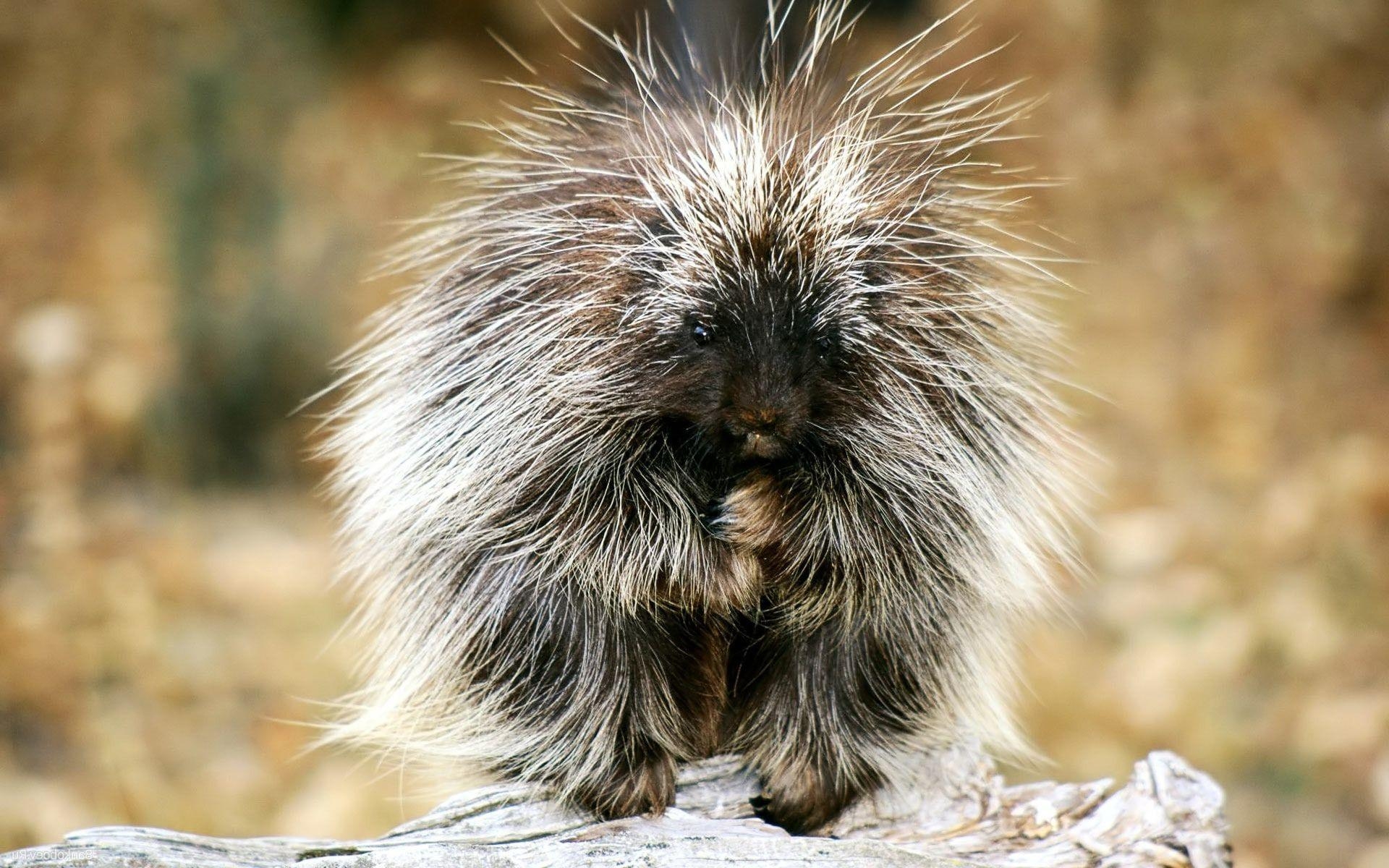 1920x1200 Porcupine Wallpaper Animal Spot, Desktop