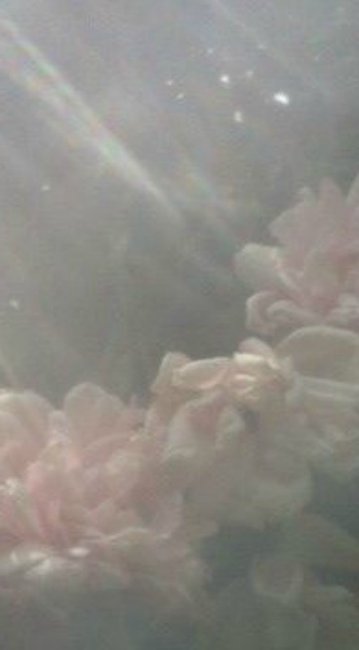 740x1340 Dreamy ethereal flowers. Nature inspiration, Wall coverings, Imagine, Phone