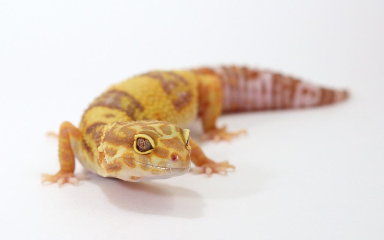 1280x800 Albino Leopard Gecko, fondos, reptile wallpaper. Albino, Desktop