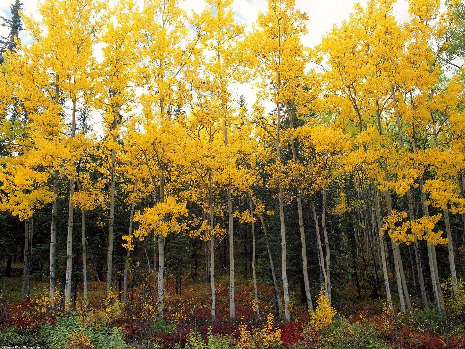 1600x1200 Yellow Forest. Nature. Autumn forest, Alaska wallpaper, Desktop