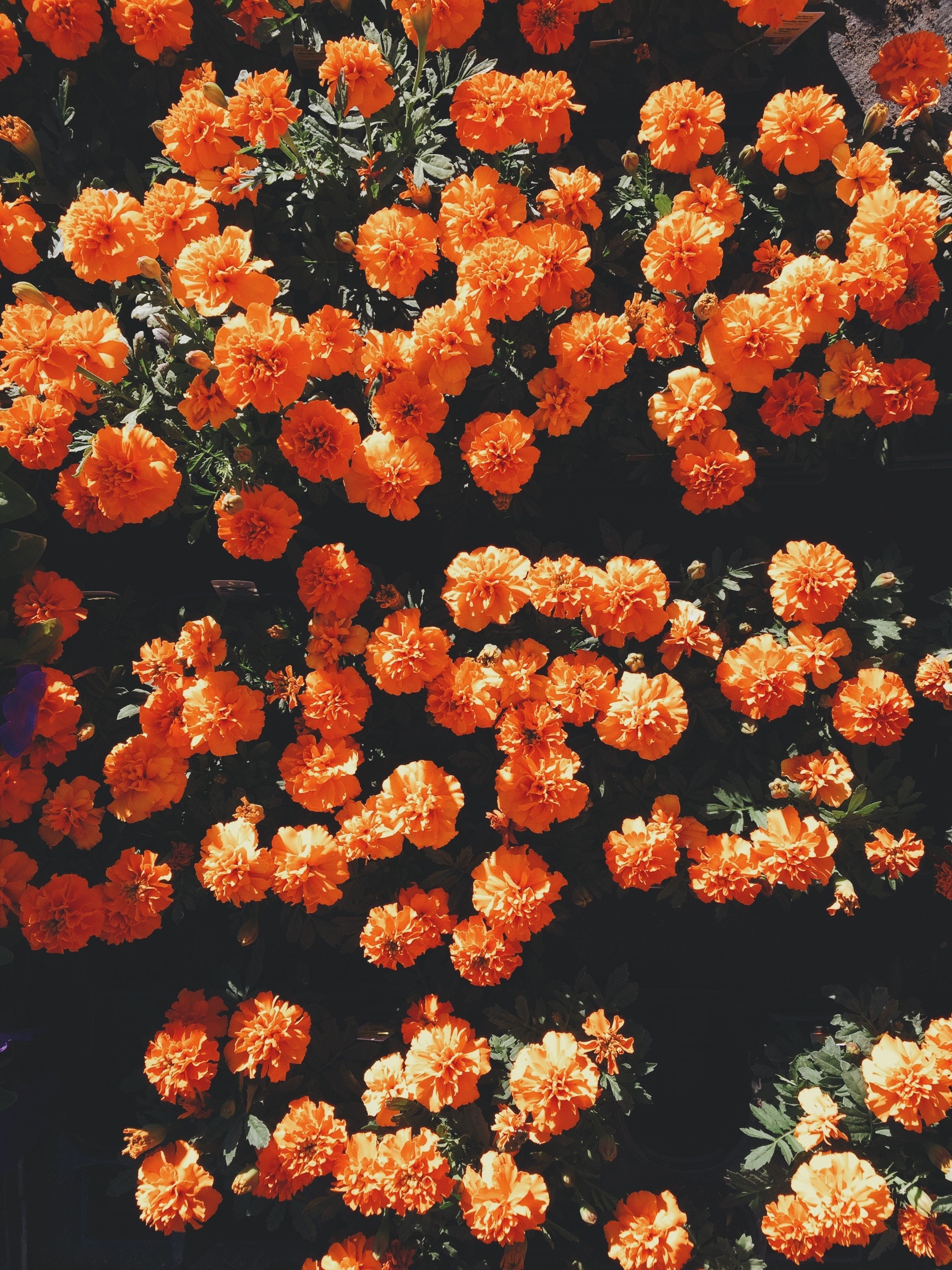 2450x3270 Orange Floral iPhone Wallpaper Free Orange Floral iPhone Background, Phone