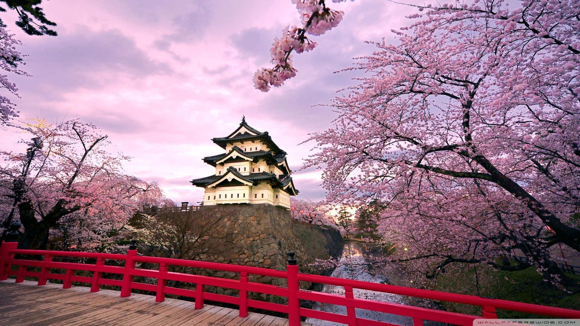 1920x1080 Download A Cool Japanese Tree Beside A Pagoda Wallpaper, Desktop