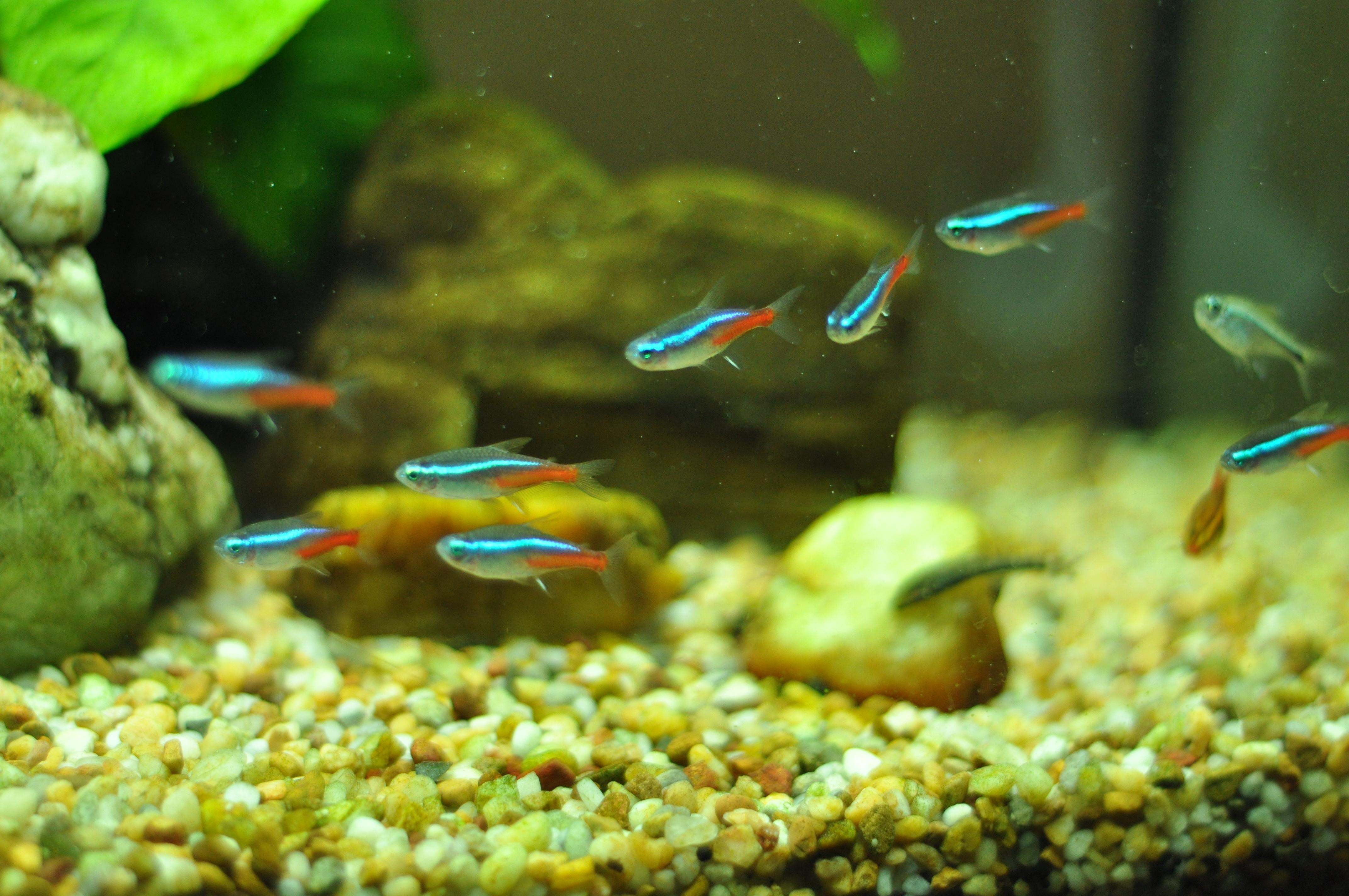 4290x2850 Neon Fish Live Wallpaper Tetra Fish Tank, HD, Desktop