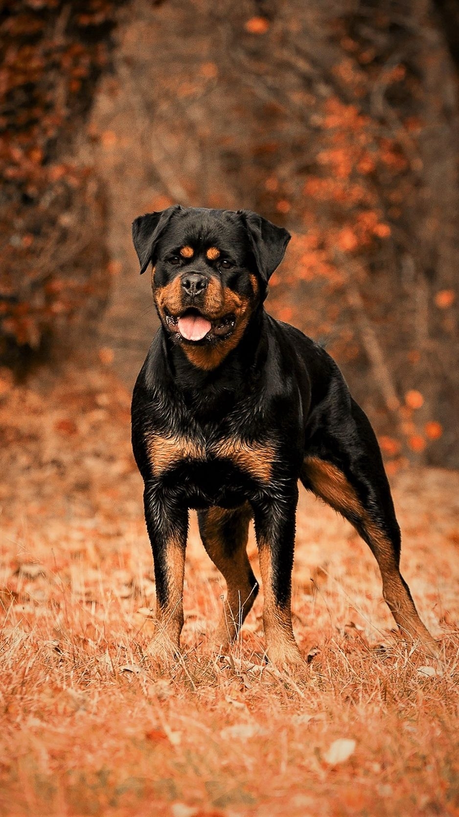 940x1670 Download wallpaper  rottweiler, dog, autumn, walk iphone 8, Phone