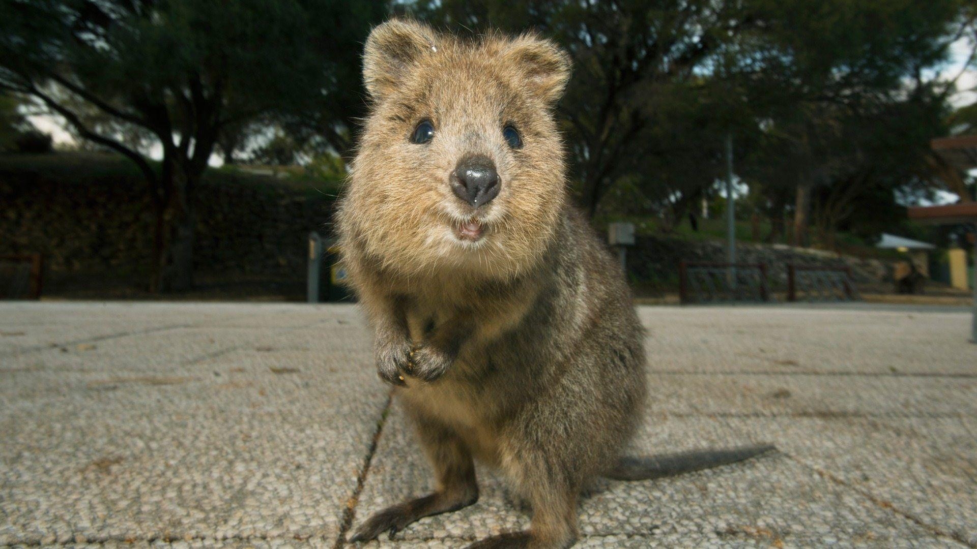 1920x1080 Quokka, Desktop