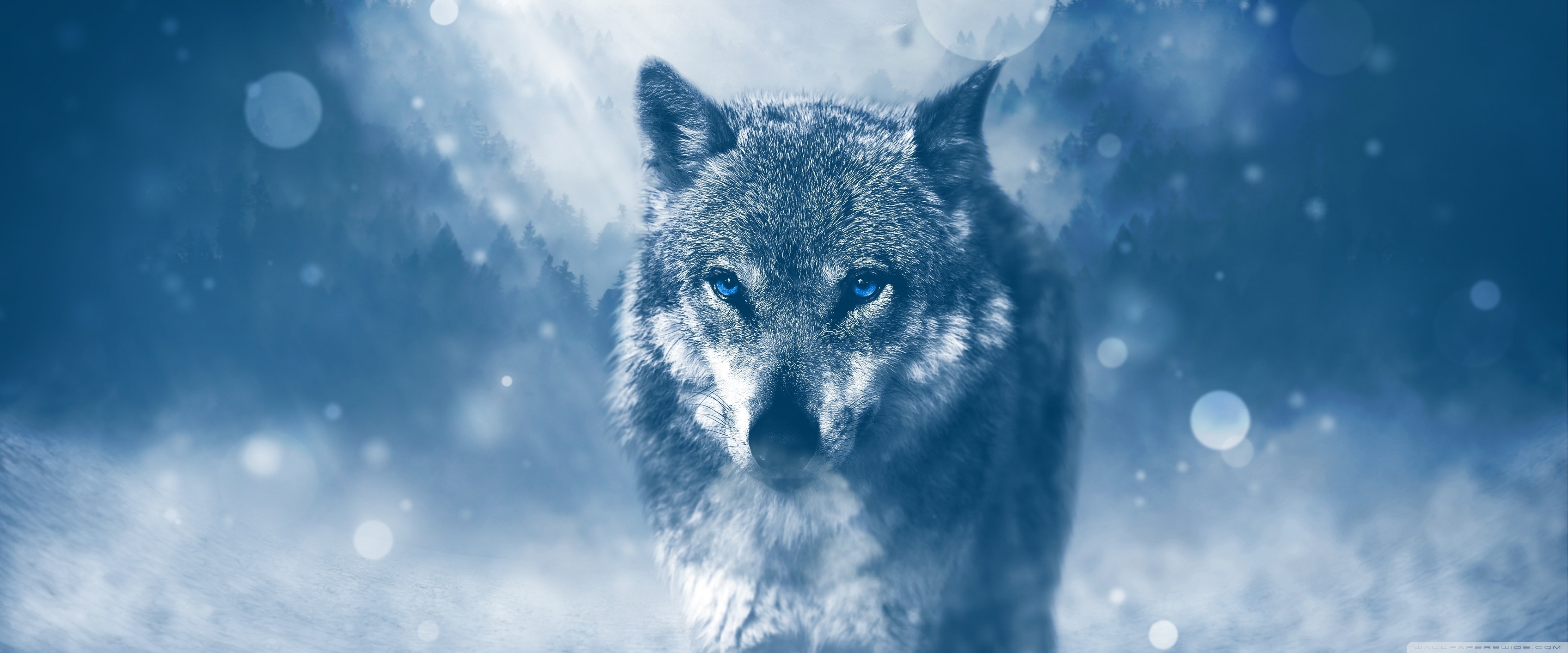 3840x1600 Download Wolf Winter HD Wallpaper, Dual Screen