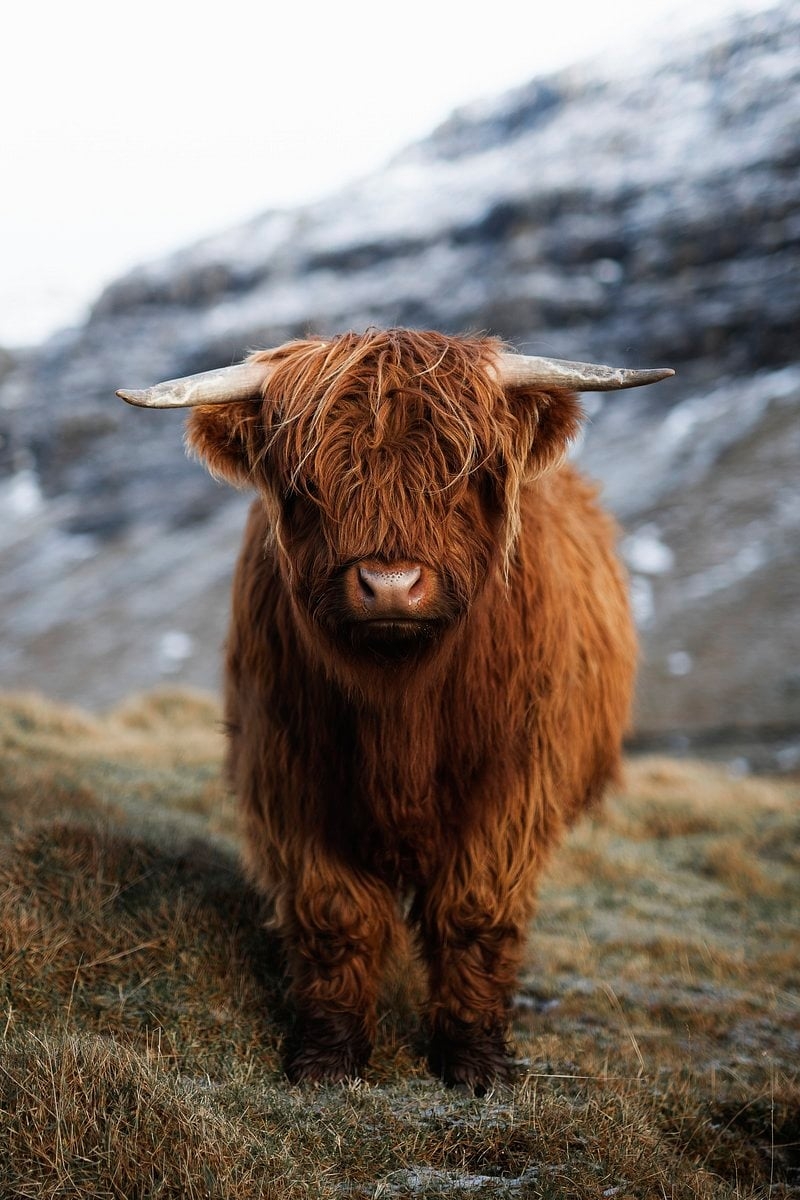 800x1200 Highland Cattle Image Wallpaper, Phone