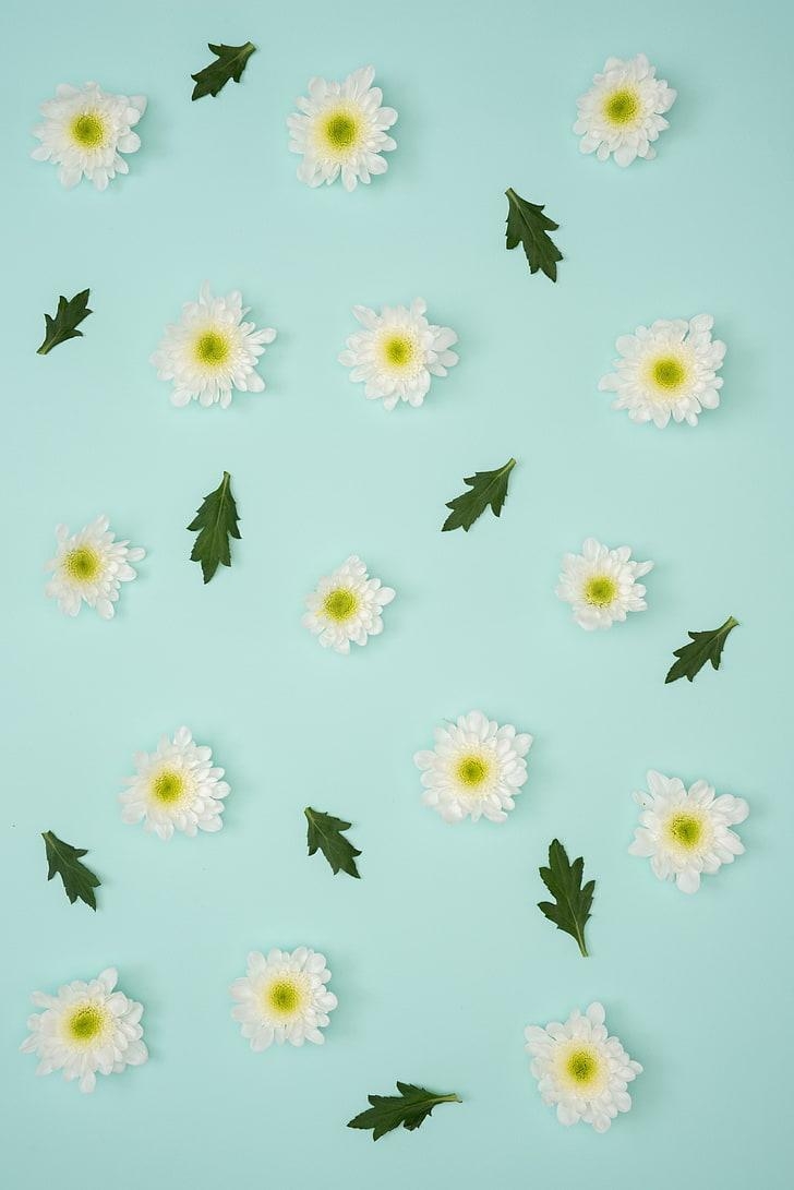 730x1100 HD wallpaper: artificial white flowers, chamomile, leaves, Phone