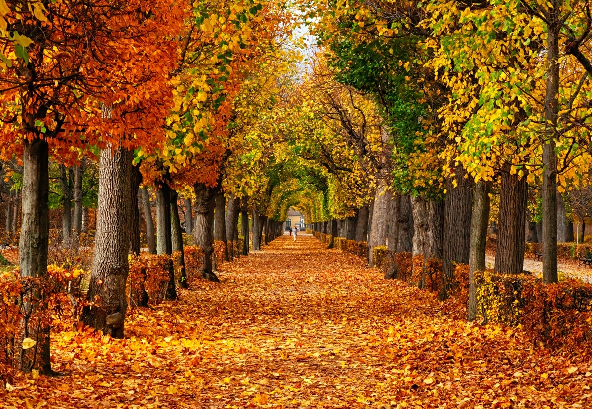 1200x840 These 15 Fall Themed Zoom Background Will Have You Feeling Cozy, Desktop