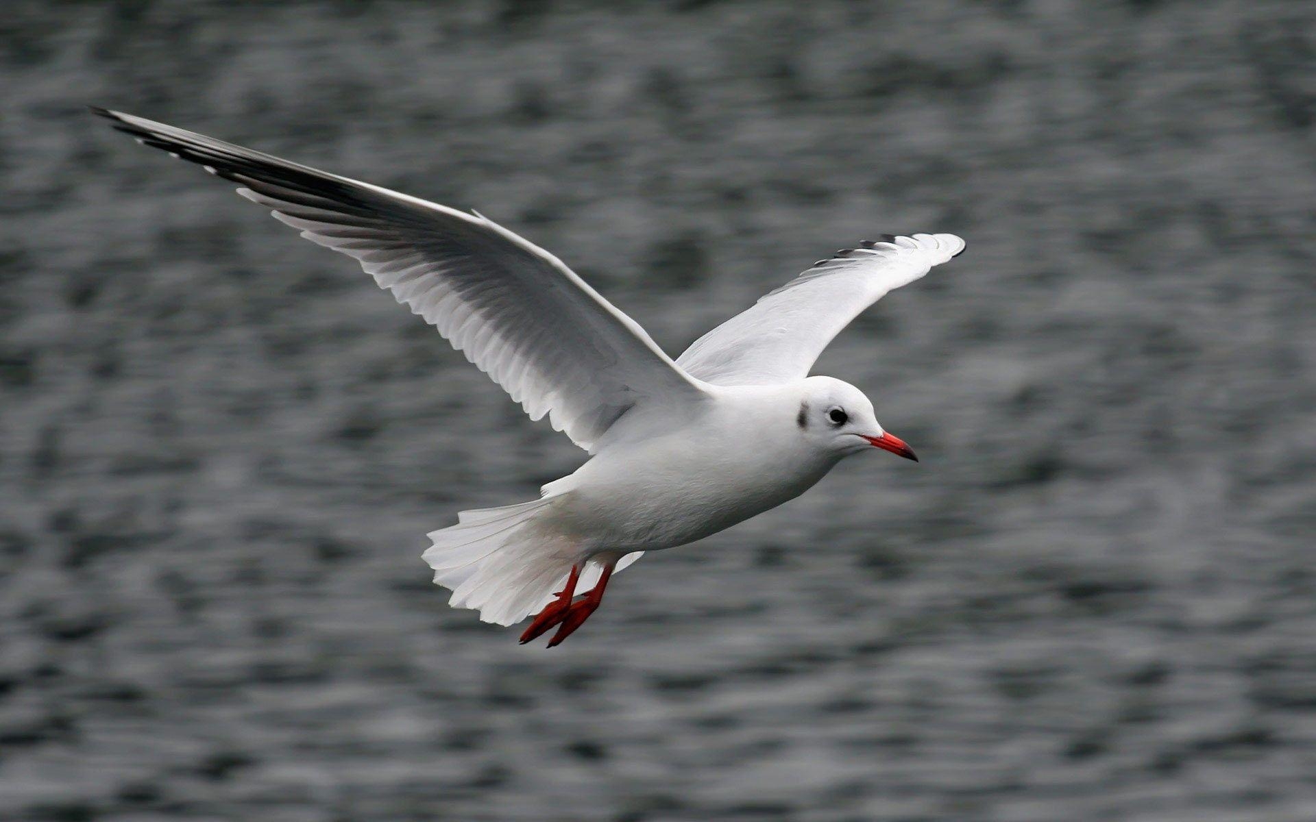 1920x1200 Seagull HD Wallpaper Wallpaper Inn, Desktop