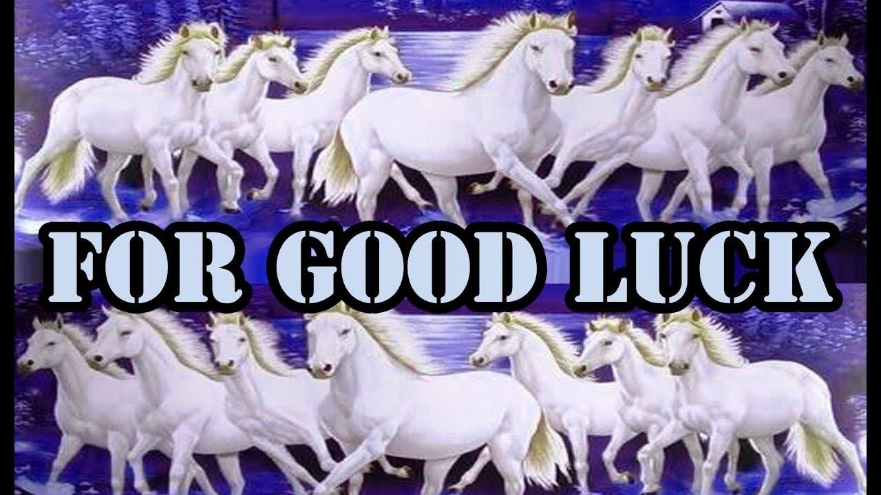 1280x720 seven white horses running wallpaper for Good Luck, Desktop