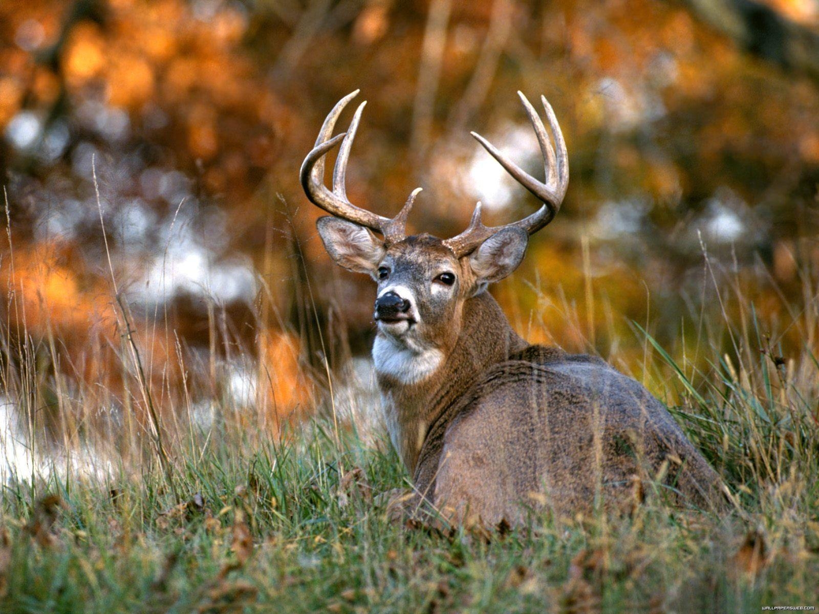 1600x1200 Whitetail Deer Wallpaper, Desktop