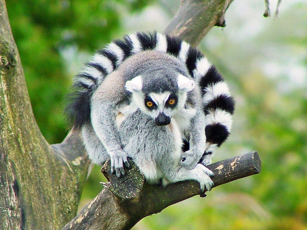 1040x780 Lemur HD Desktop Wallpaper, Desktop