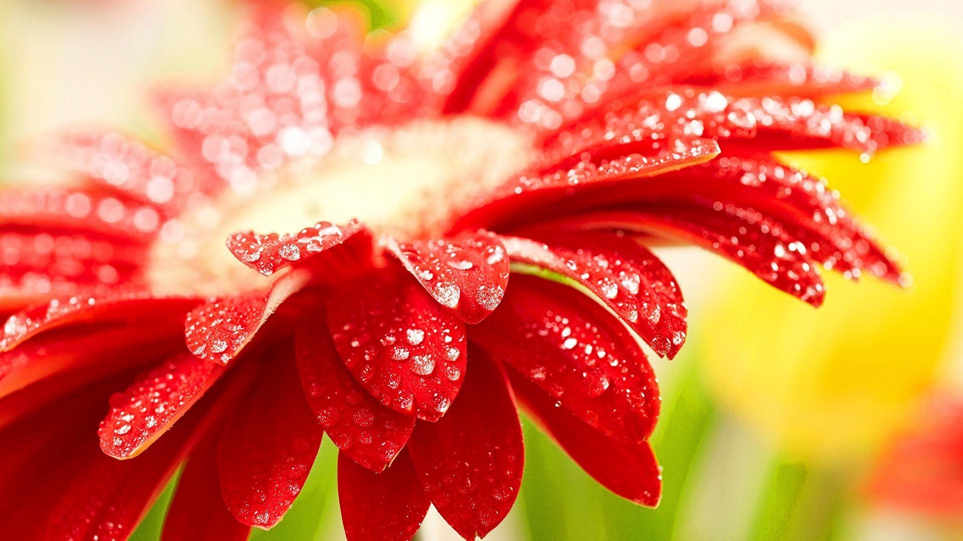 1920x1080 how to keep flowers fresh wallpaper, Desktop