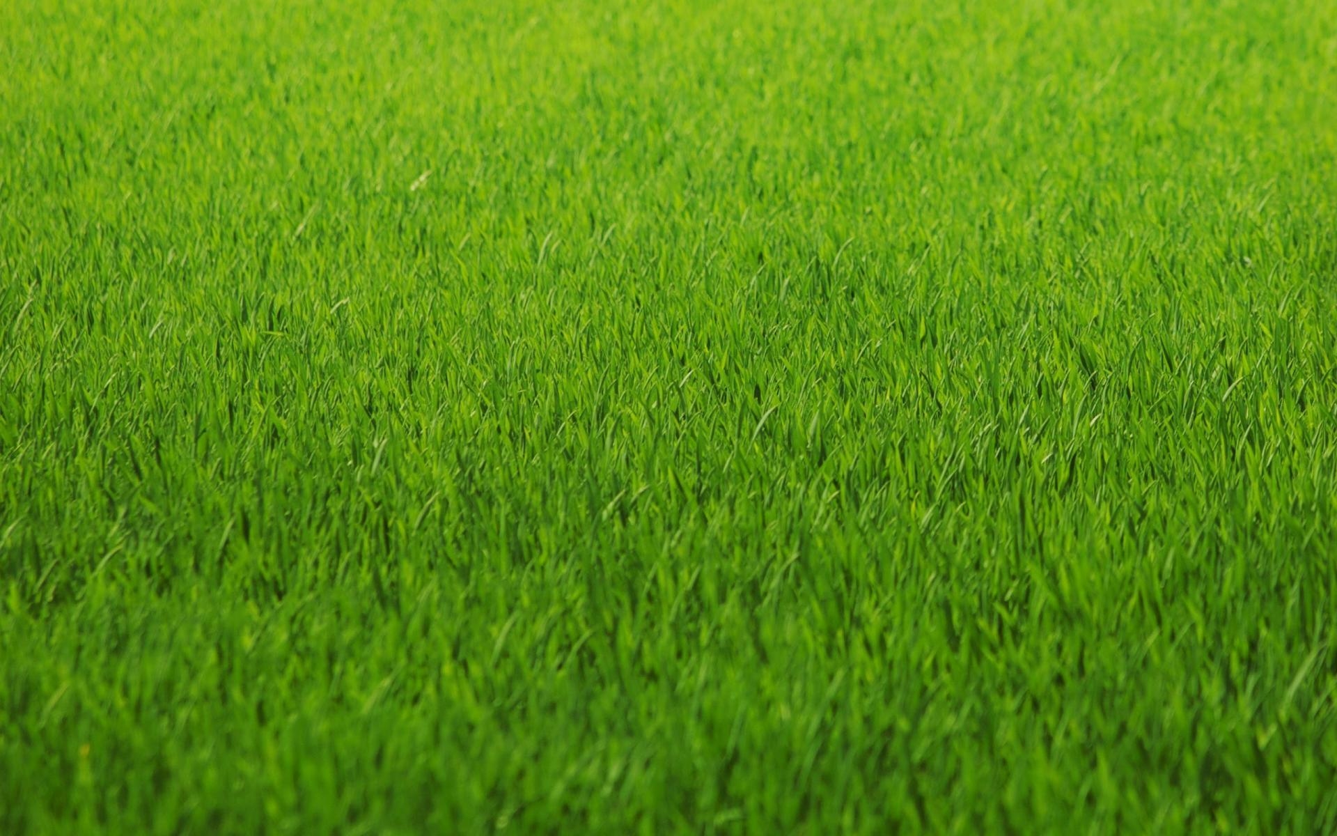 1920x1200 Grass Wallpaper 12 X 1600, Desktop