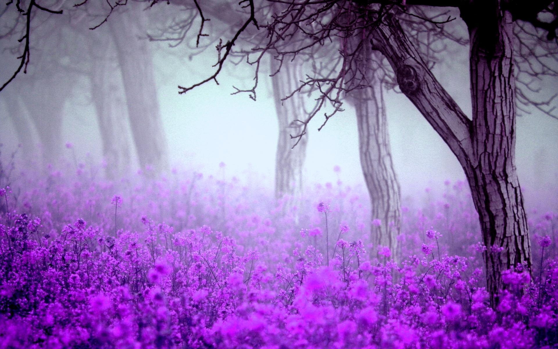 1920x1200 Forest Purple Flowers Wallpaper Wide or HD, Desktop