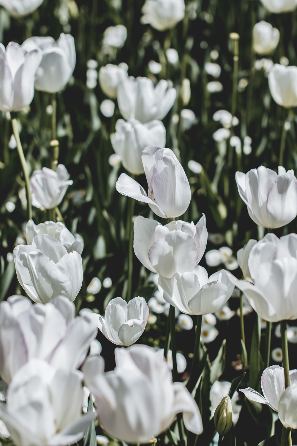 1000x1500 White Tulip Picture. Download Free Image, Phone