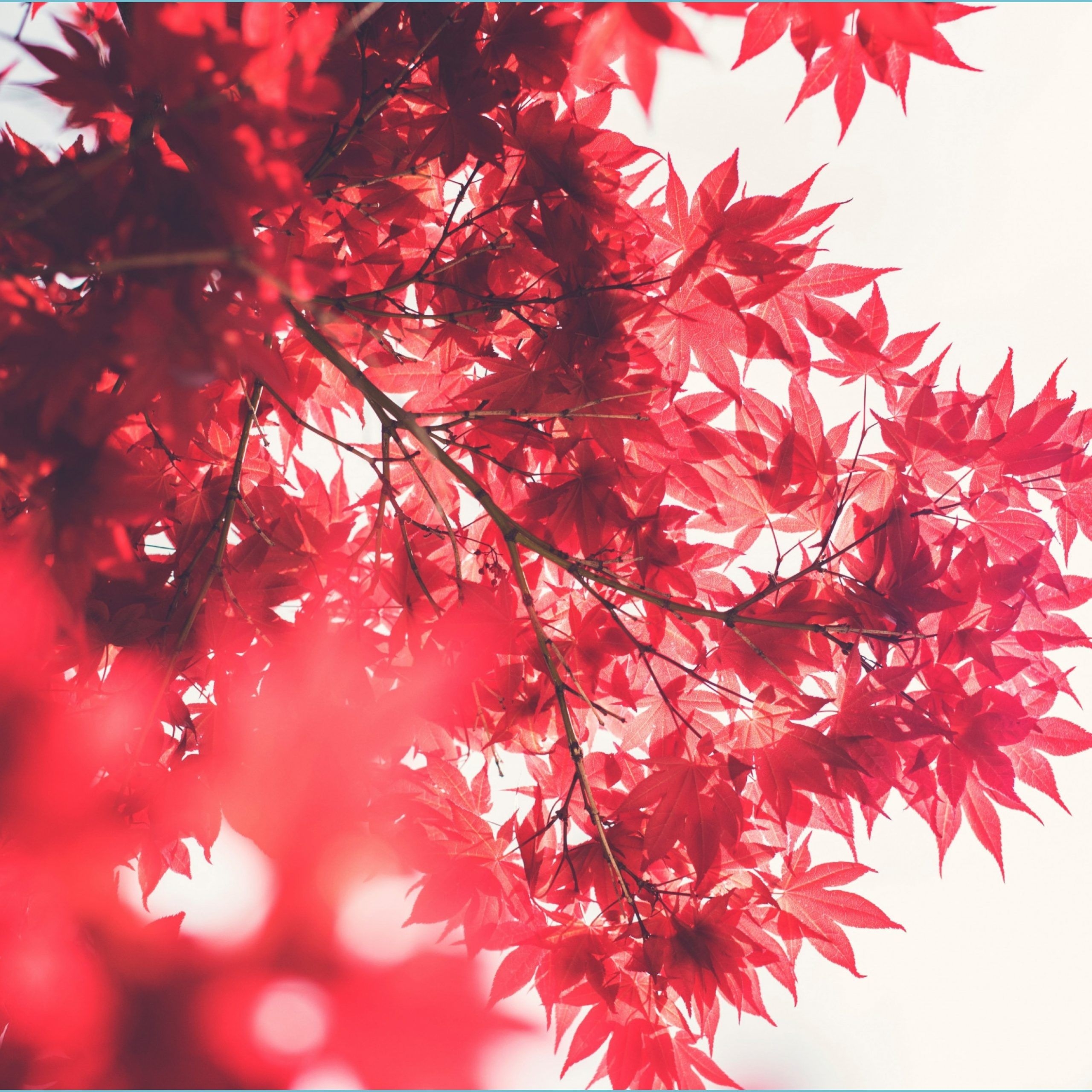 2560x2560 Learn The Truth About Red Japanese Wallpaper In The Next 10, Phone