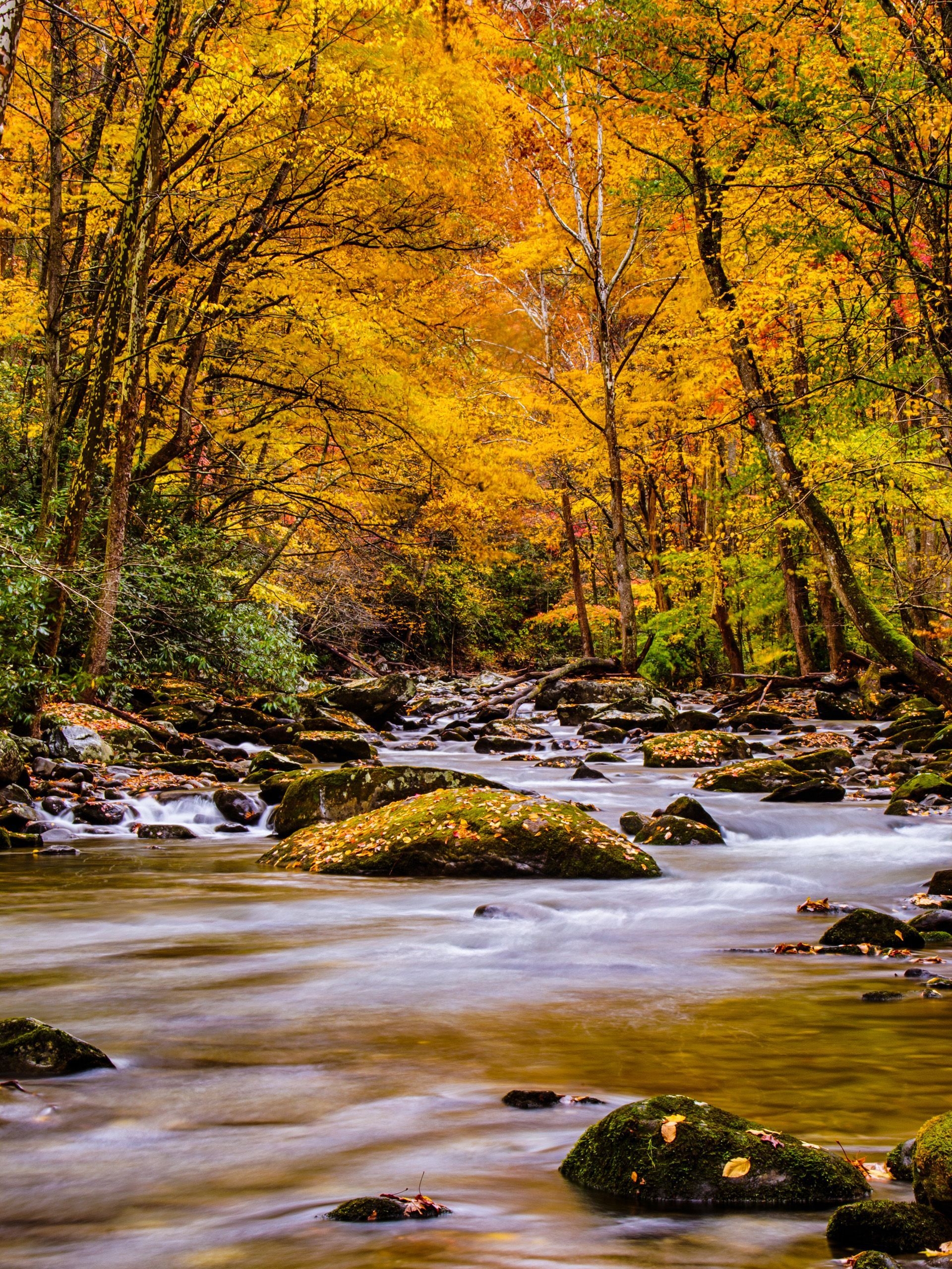 1920x2560 Nature Picture of Autumn Forest in the Great Smoky Mountain, Phone