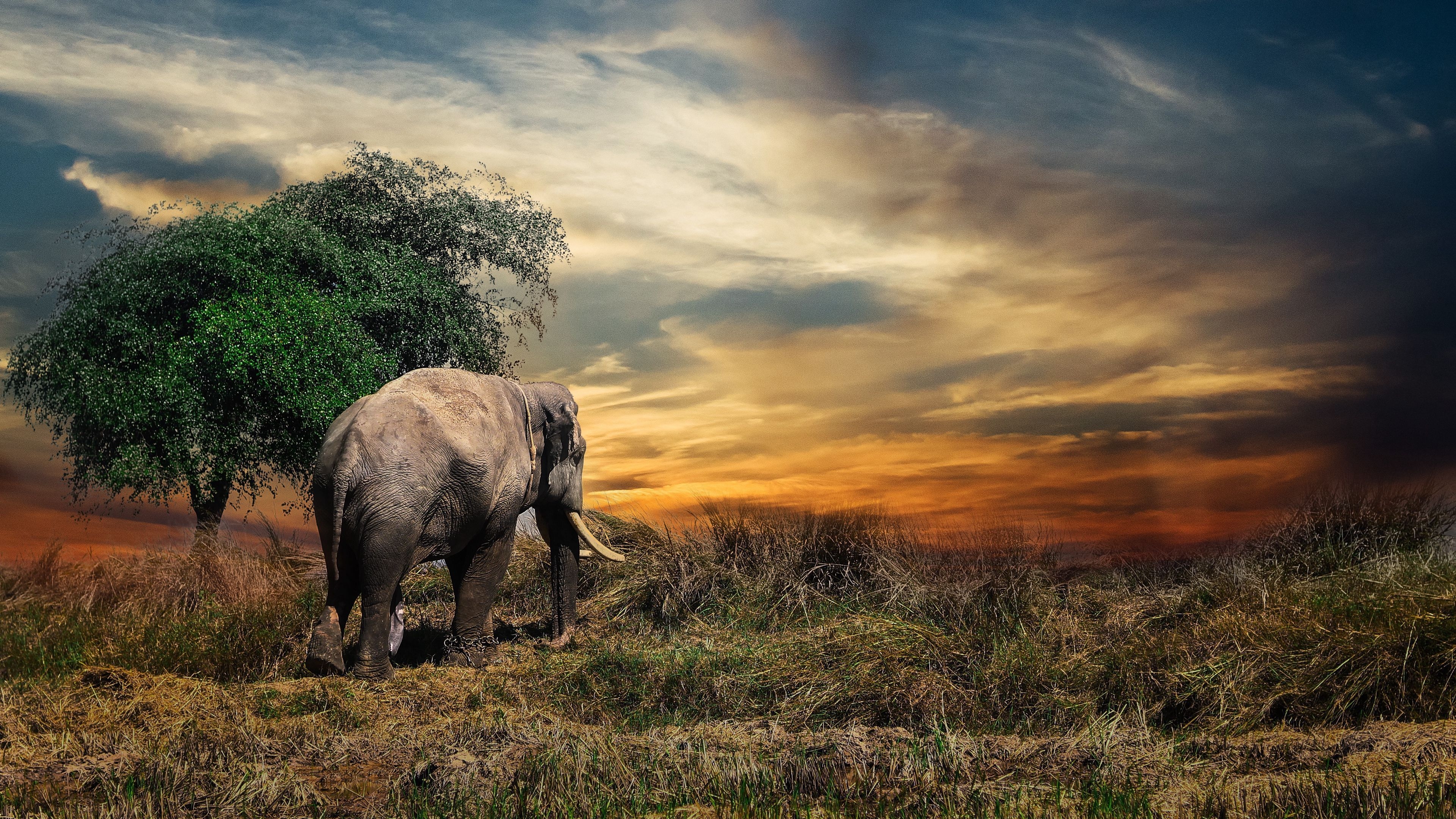 3840x2160 Elephant in The Field Amazing 4K Desktop Wallpaper, Desktop