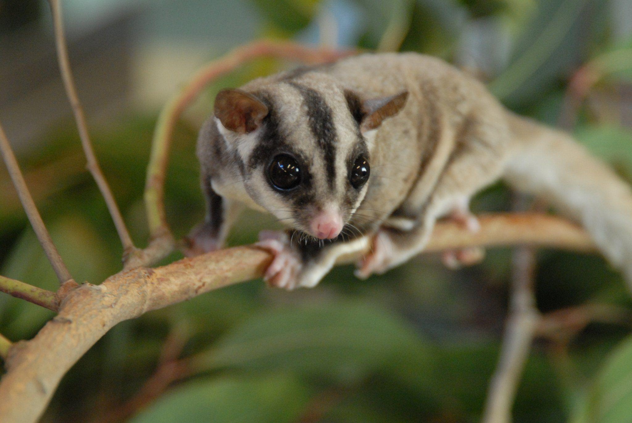 2050x1380 Sugar Glider, Desktop