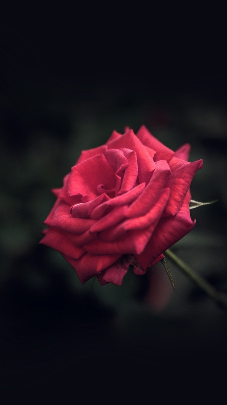 750x1340 Red Rose iPhone 7 Wallpaper, Phone