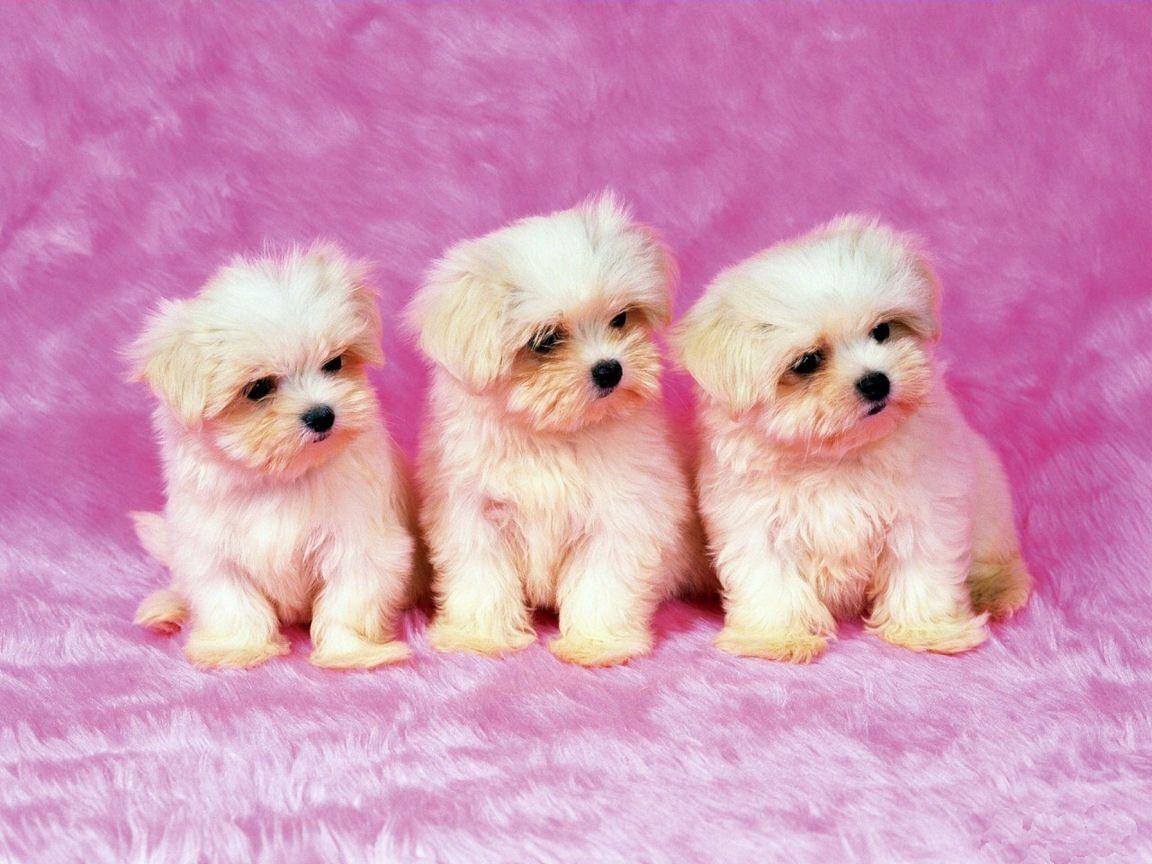 1160x870 Cute shih tzu puppies Wallpaper for your Computer Desktop, Desktop